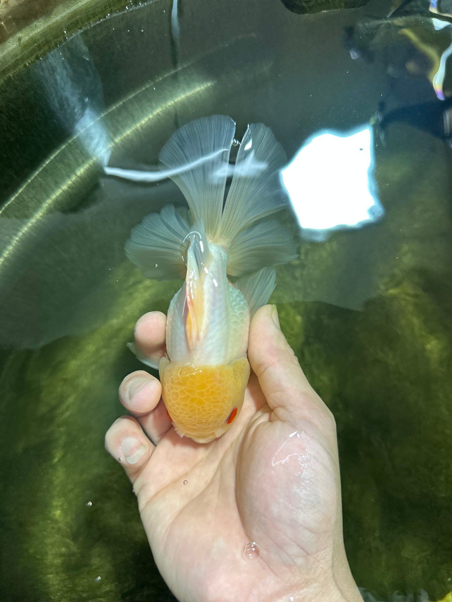 AAA Grade White Oranda Male 5 inches #042525OR_11