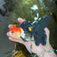 A Grade Tricolor Oranda Female 5.5-6 inches #081525OR_18