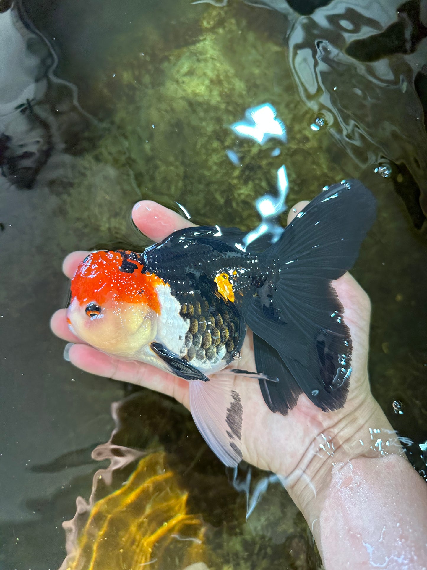 A Grade Tricolor Oranda Female 5.5-6 inches #081525OR_18