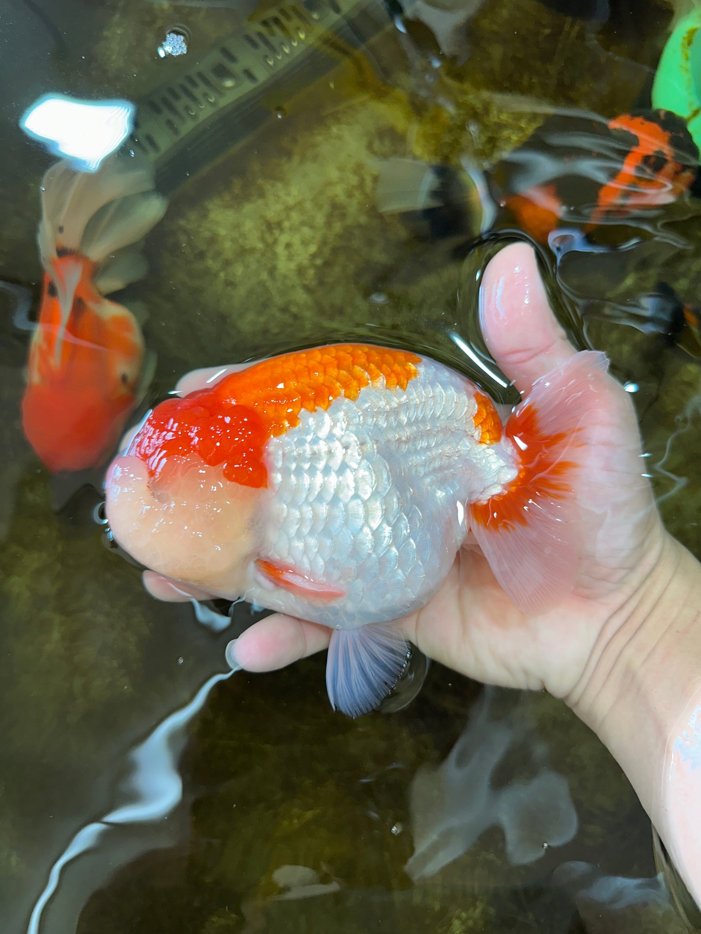 AAA Grade Red White LionKing 5.5-6 inches #081525LC_01