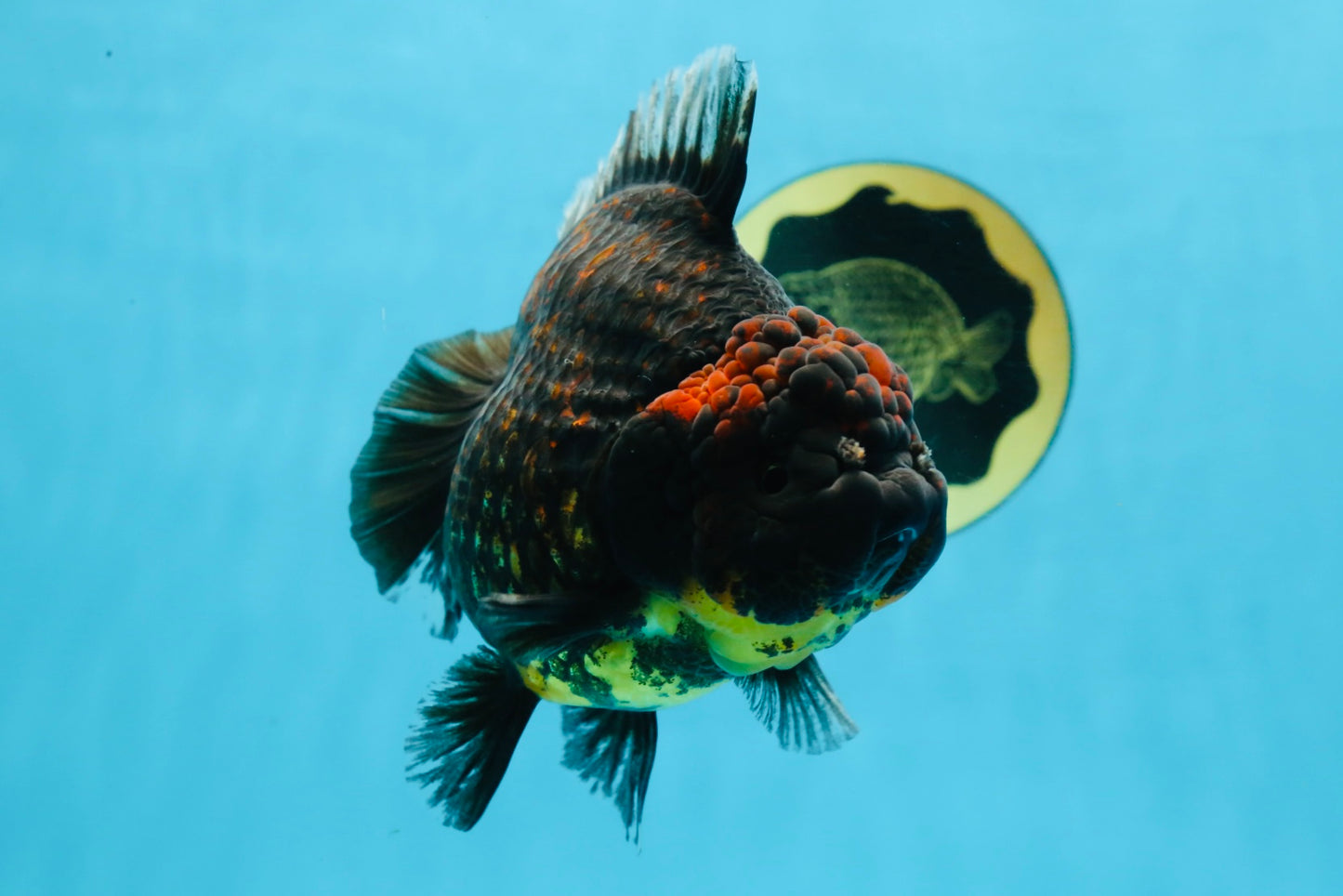 AAA Grade Tiger Yuanbao Female 5.5  inches #101025YB_28