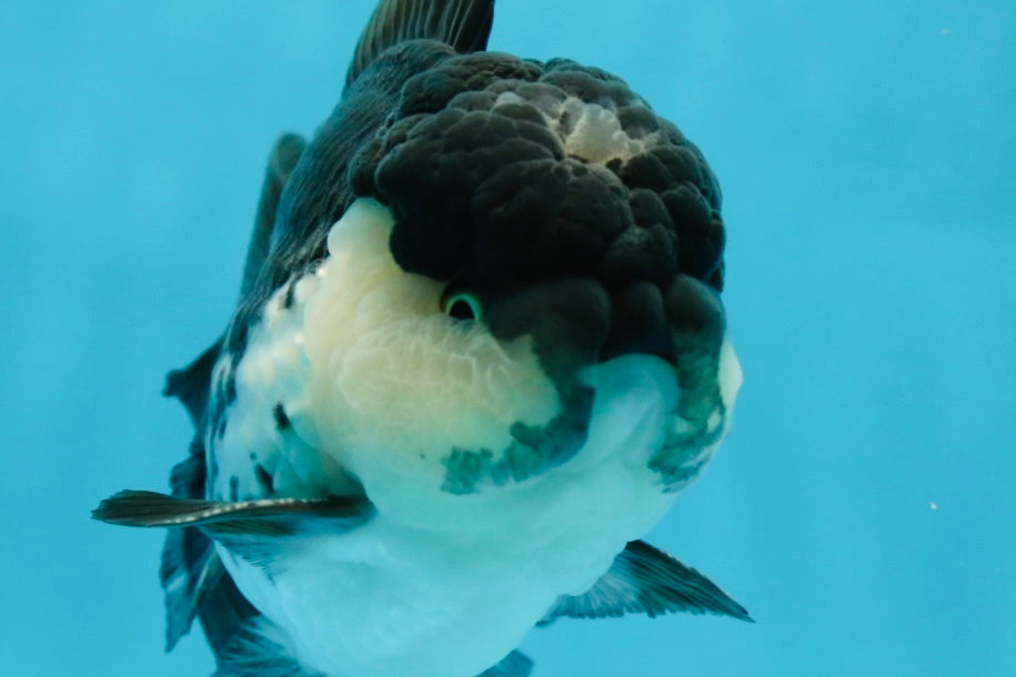 A Grade Panda Oranda Male 5-5.5 inches #050925OR_41