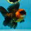 A Grade Dragon Tricolor Oranda Male 5 inches #060625OR_18