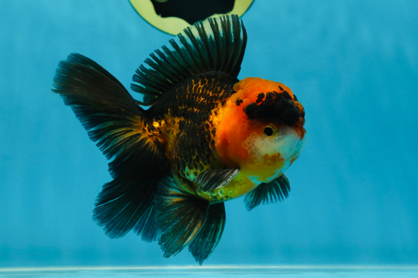 A Grade Dragon Tricolor Oranda Male 5 inches #060625OR_18