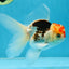 A Grade Young Tricolor Oranda Male 4.5 inches #061325_05