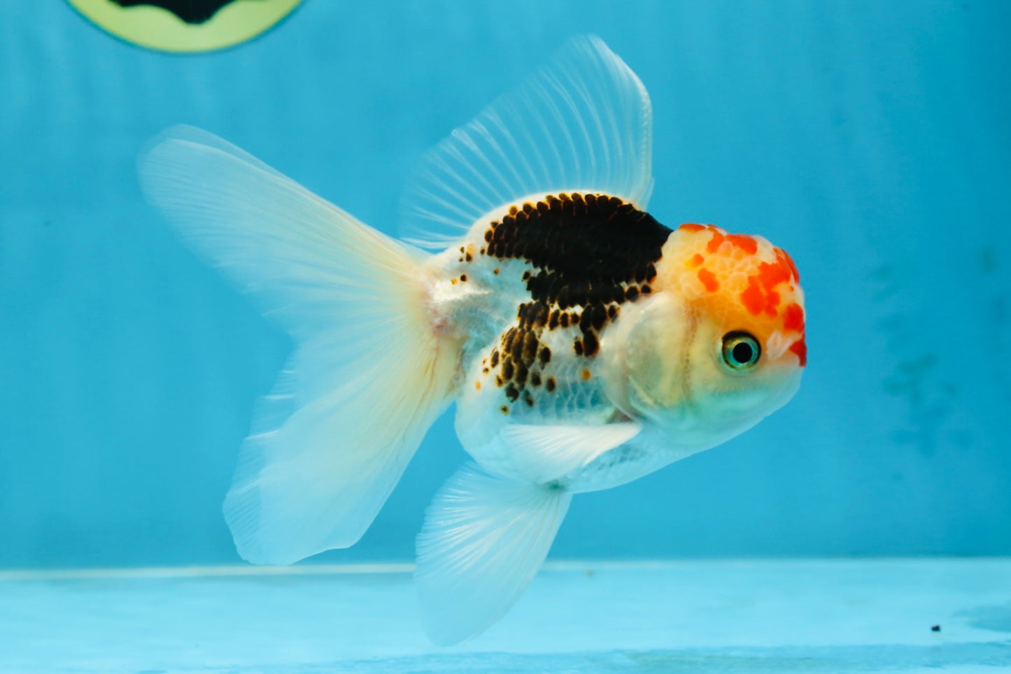 A Grade Young Tricolor Oranda Male 4.5 inches #061325_05