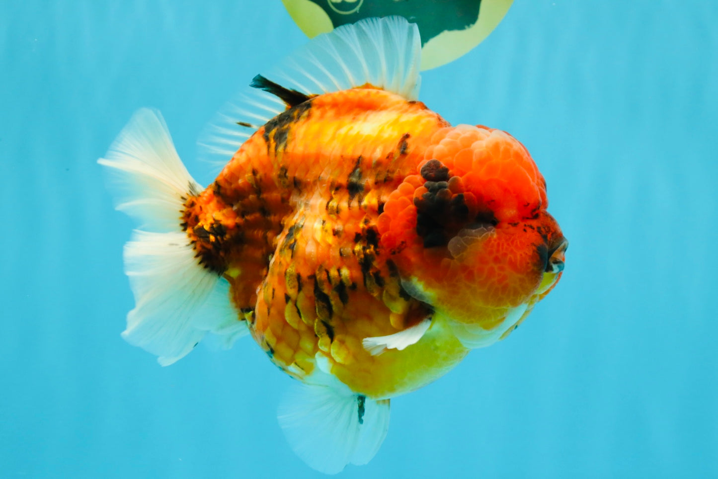 SUPER AAA Grade Godzilla Tiger Yuanbao Male 6.5 inches #022026YB_01