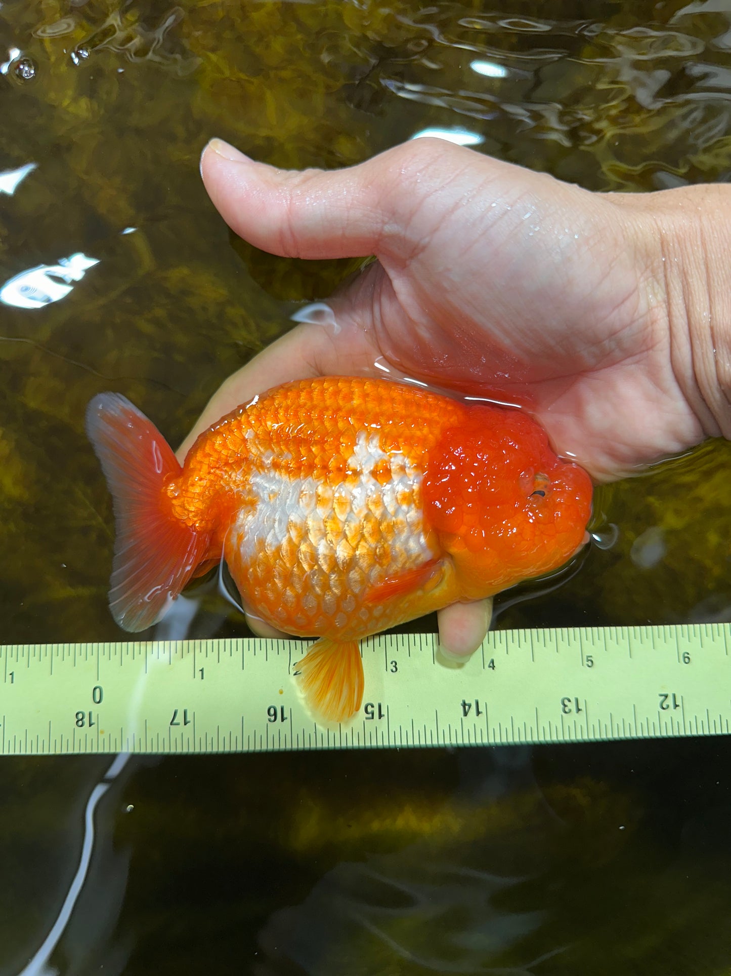 A Grade FLUFFY Red White LionQueen 5 inches #091925LC_24