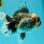 AAA Grade Calico Kirin Oranda Female 6.5 inches #100226OR_33