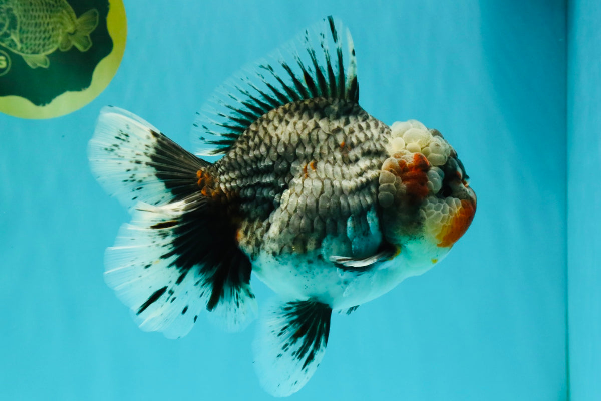 AAA Grade Calico Kirin Oranda Female 6.5 inches #100226OR_33