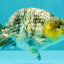 AAA Grade Special White Tiger Ranchu Male 4.5 inches #062626RC_07