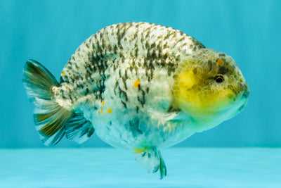 AAA Grade Special White Tiger Ranchu Male 4.5 inches #062626RC_07