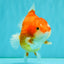 CHONKY AAA Grade Red White Yuanbao Female 5-5.5 inches #080726YB_23