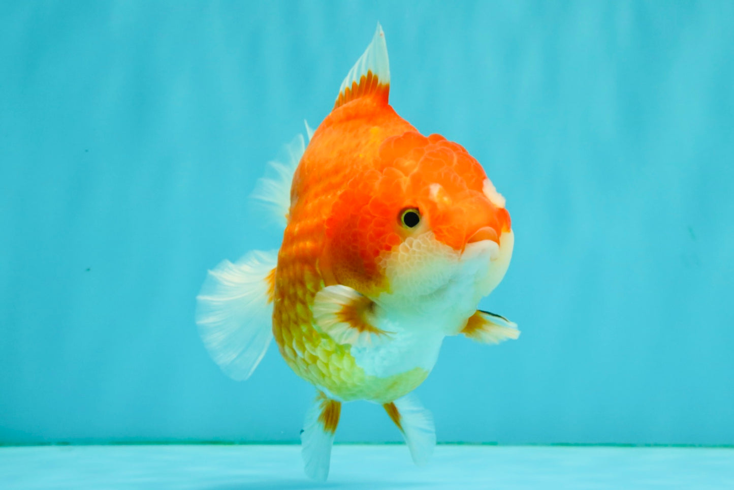 CHONKY AAA Grade Red White Yuanbao Female 5-5.5 inches #080726YB_23