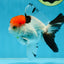 A Grade Red Head Tricolor Oranda Male 4.5 inches #053025OR_19