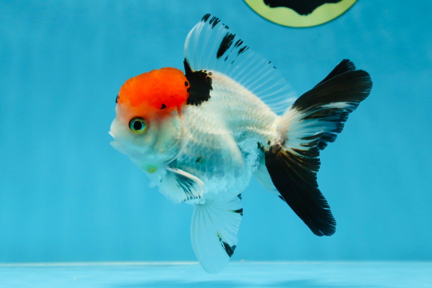 A Grade Red Head Tricolor Oranda Male 4.5 inches #053025OR_19