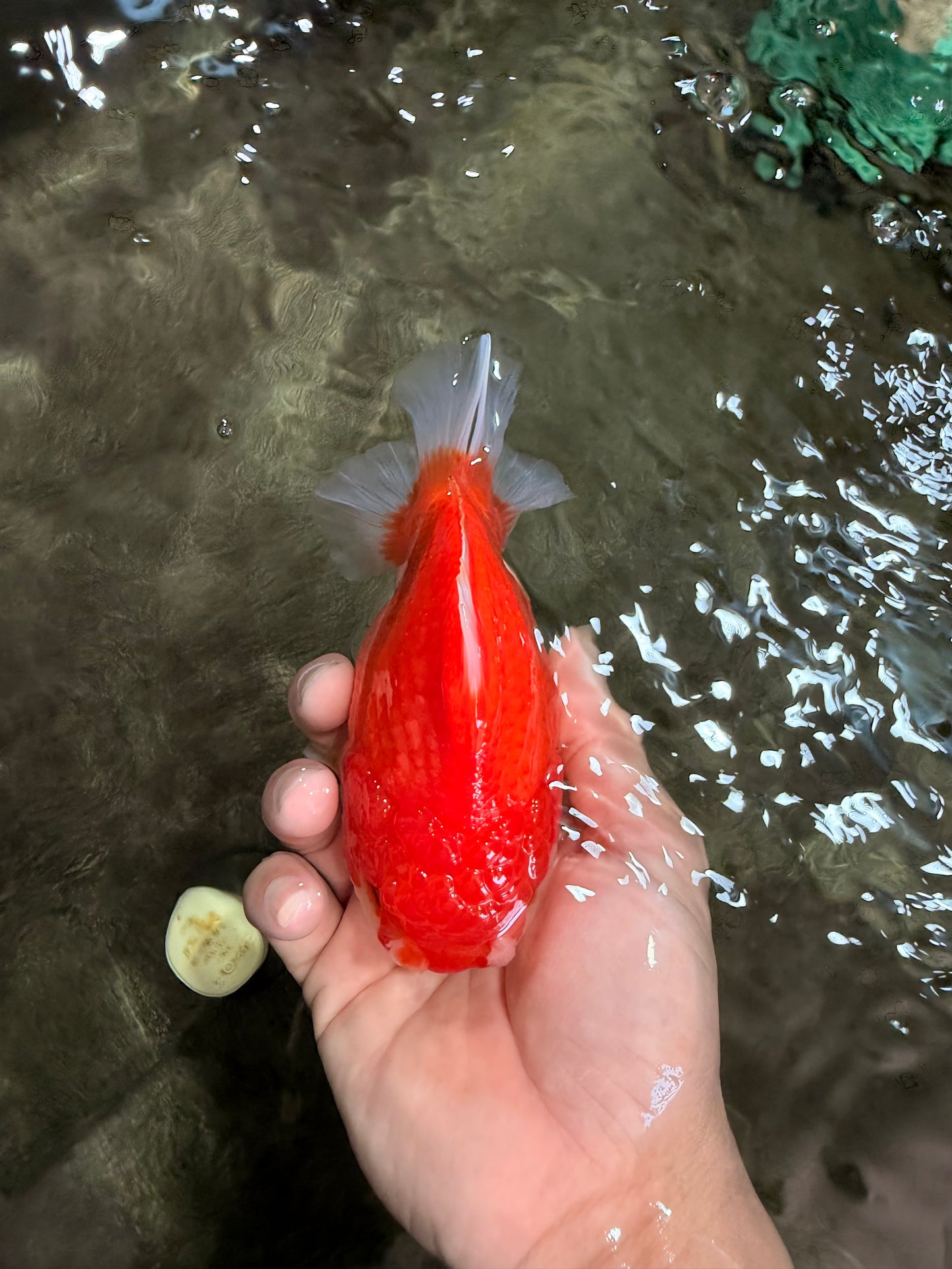 CHONKY AAA Grade Red White Yuanbao Female 5-5.5 inches #080726YB_23