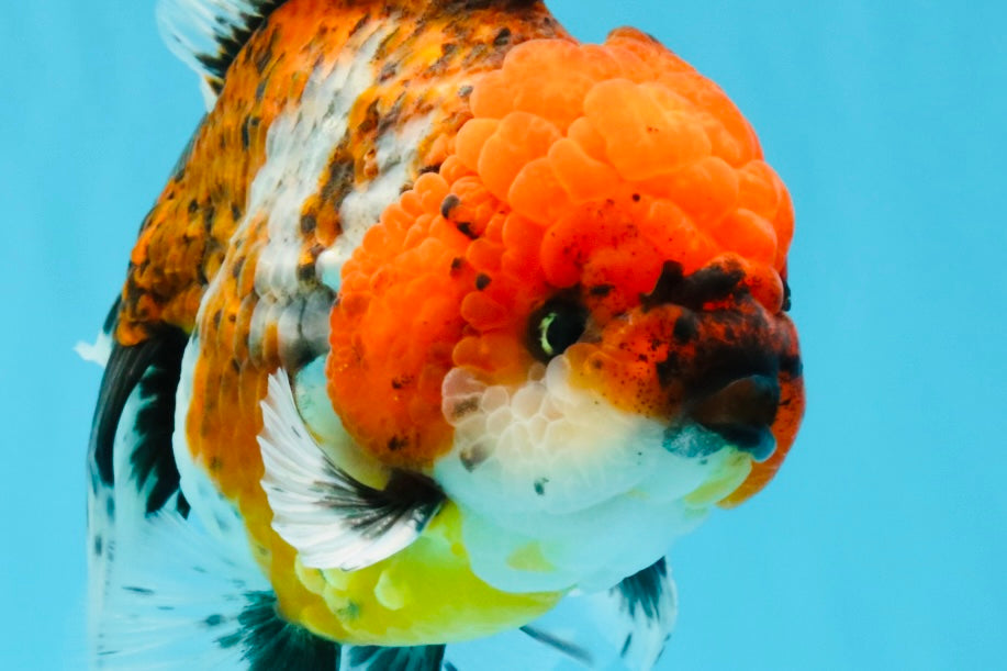 JUMBO A Grade Calico Oranda Male 6-6.5 inches #040326OR_21