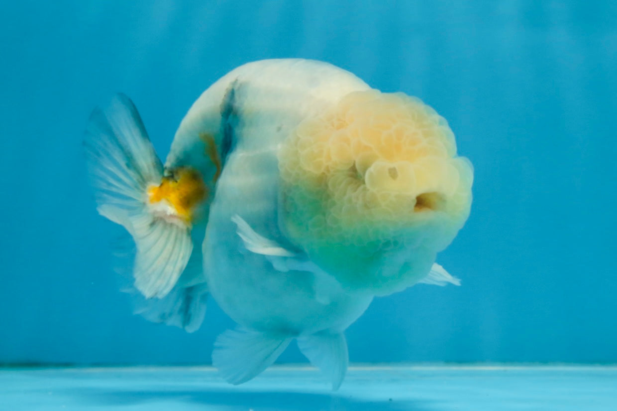 A Grade Marble LionKing Male 4.5-5 inches #070425LC_12