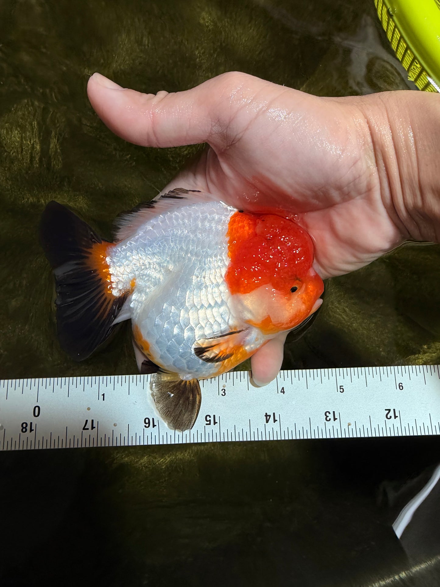 SUPER CUTE Tricolor Yuanbao Female 4.5-5 inches #040326YB_05