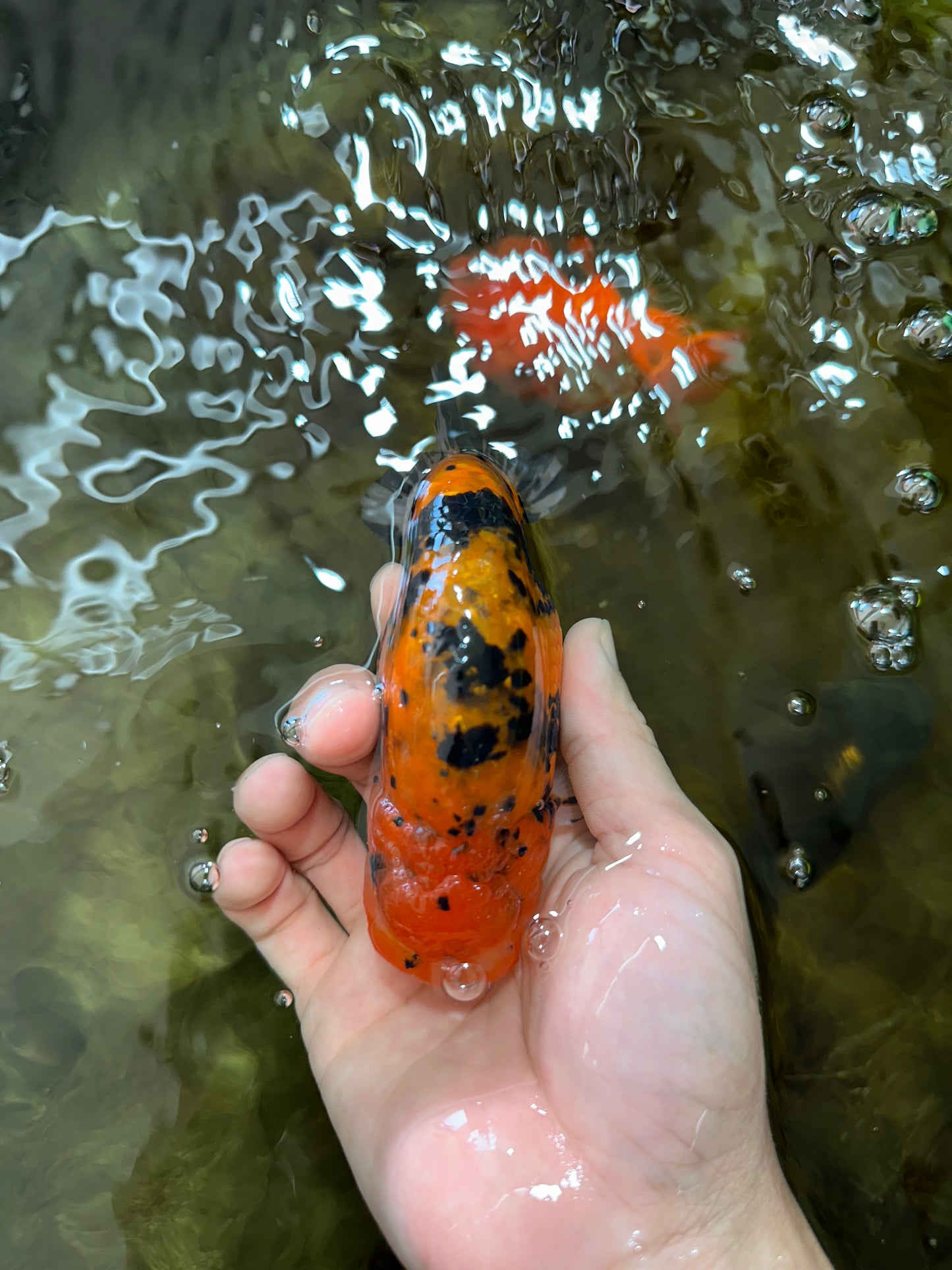 A Grade Tiger Ranchu Male 5 inches #062725LC_04