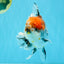 CHUNKY AAA Grade Kirin Calico Oranda Male 6.5 inches #041026OR_02
