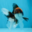 A Grade Color Pop Tricolor Oranda Male 4.5 inches #020725OR_25