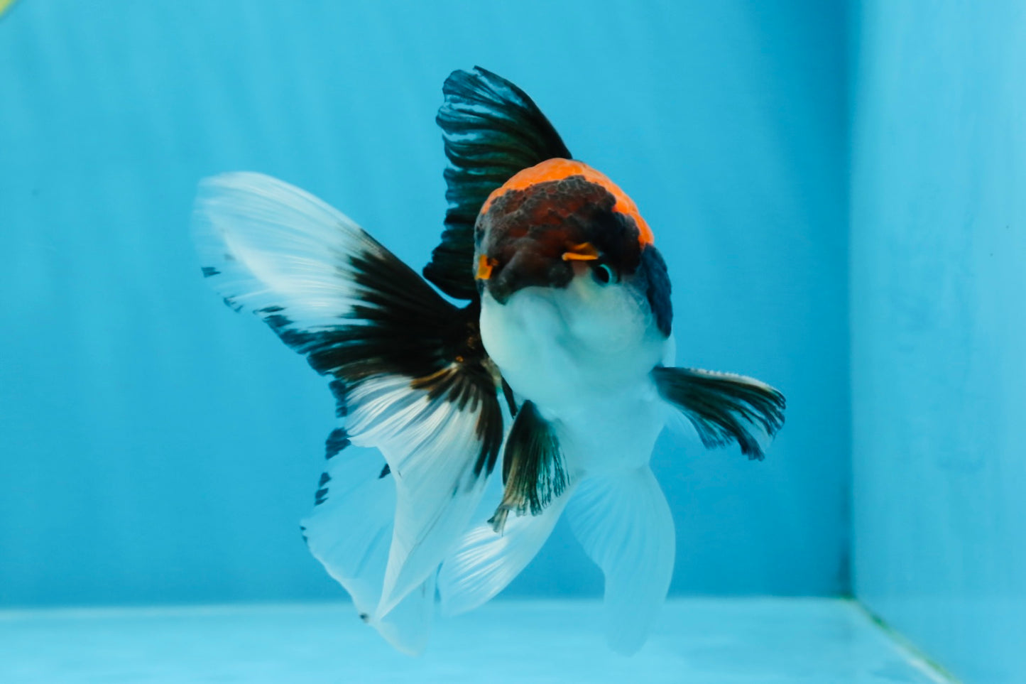 A Grade Color Pop Tricolor Oranda Male 4.5 inches #020725OR_25