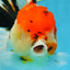 AAA Grade BEAUTY Tricolor Sakura Oranda Female 6 inches #082225OR_06