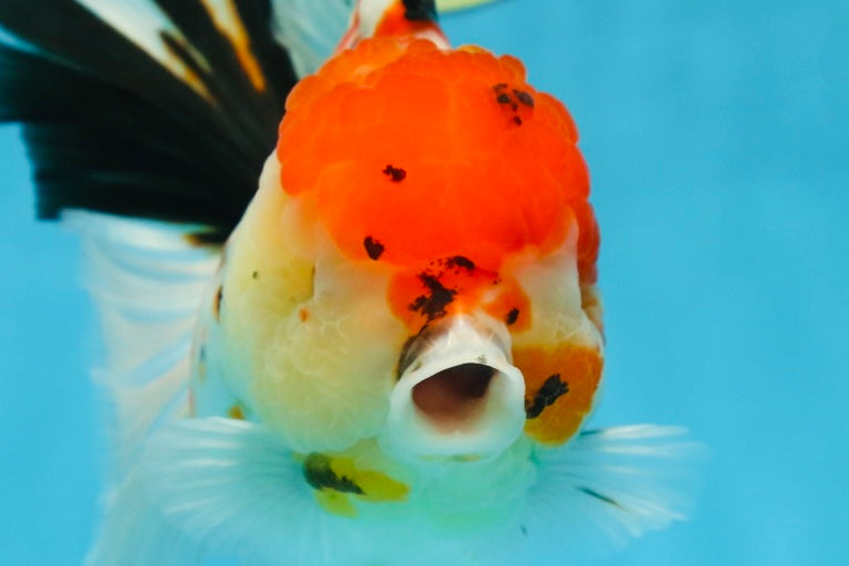 AAA Grade BEAUTY Tricolor Sakura Oranda Female 6 inches #082225OR_06