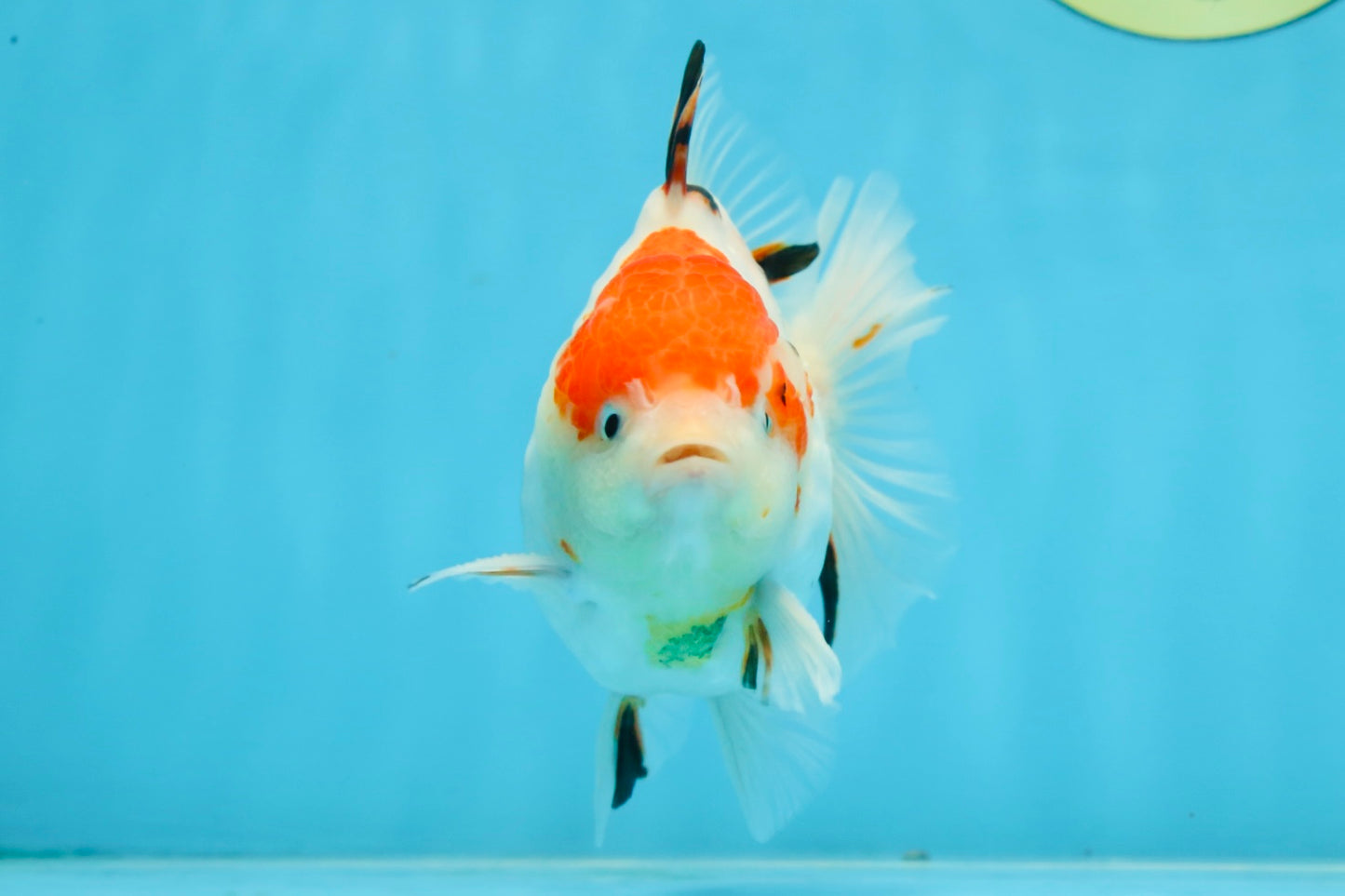 A Grade Sakura Yuanbao Male 4.5 inches #101025YB_25