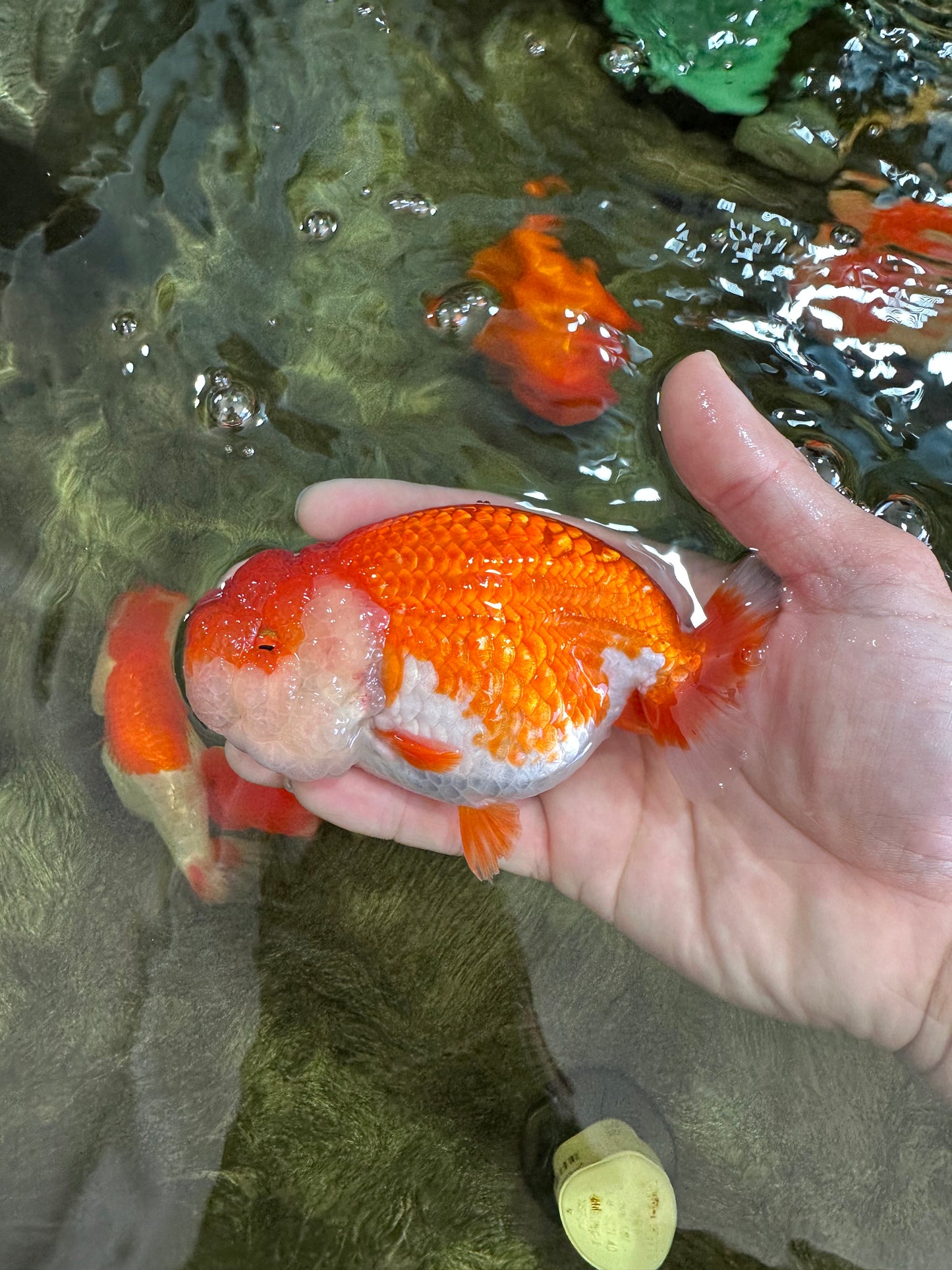 AAA Grade SUPER Red White LionQueen 4.5 inches #051625LC_35