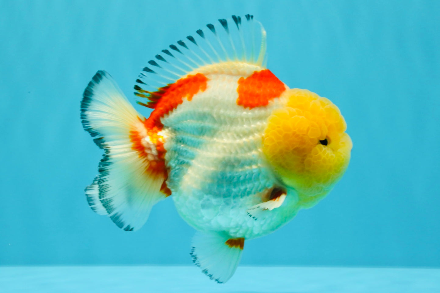 CHUBBY AAA Grade Godzilla Red White Lipstick Yuanbao Male 5-5.5 inches #022726YB_04