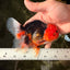 A Grade Red Head Tricolor Oranda Male 5-5.5 inches #031326OR_26