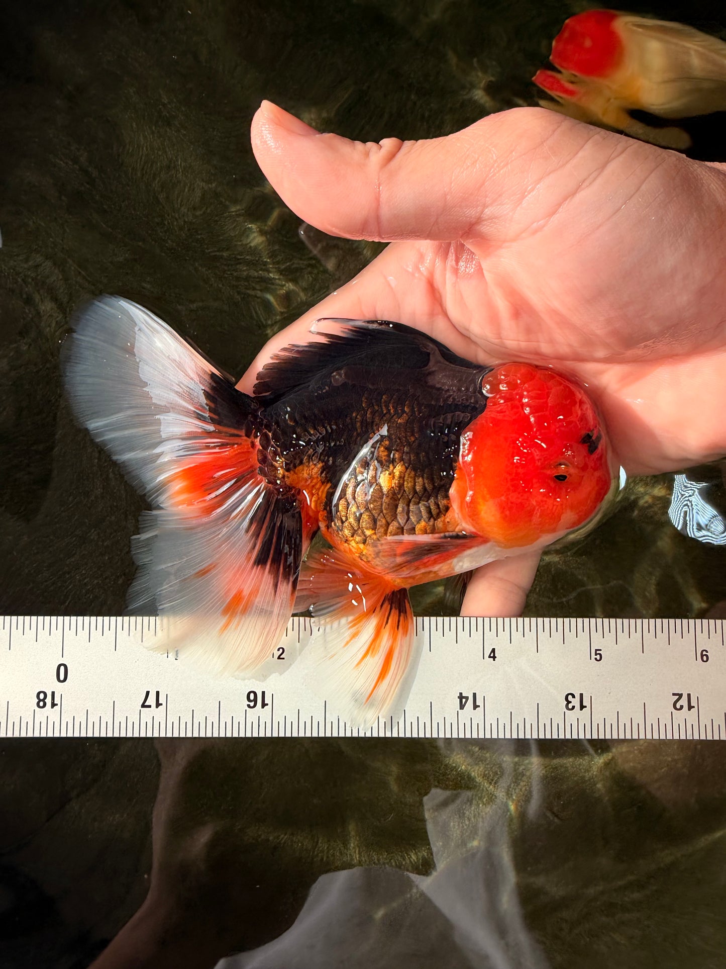 A Grade Red Head Tricolor Oranda Male 5-5.5 inches #031326OR_26