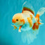 CHICKIE A Grade Red White Oranda Male 6-6.5 inches #082826OR_13