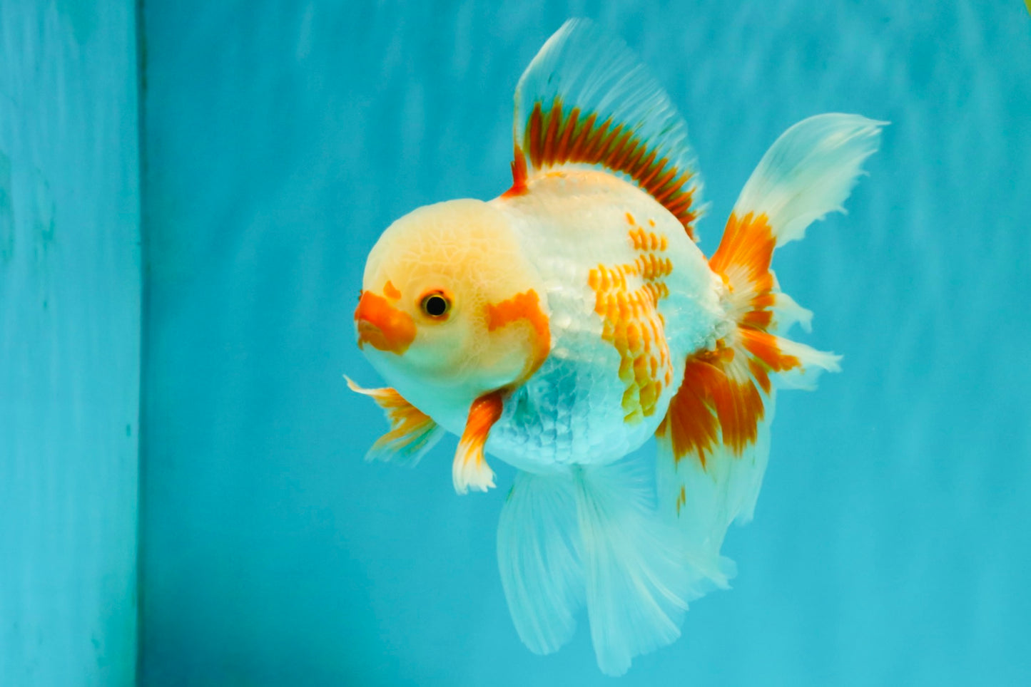 CHICKIE A Grade Red White Oranda Male 6-6.5 inches #082826OR_13