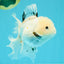 White Oranda Female 6-6.5 inches #032026OR_05