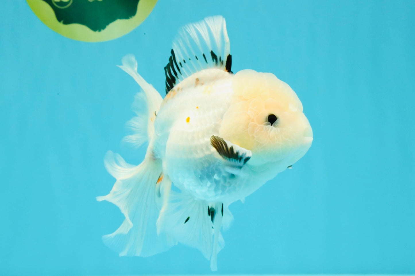 White Oranda Female 6-6.5 inches #032026OR_05