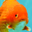 AAA Grade Strong Body Structure Red Yuanbao Male 6.5 inches #092526YB_14
