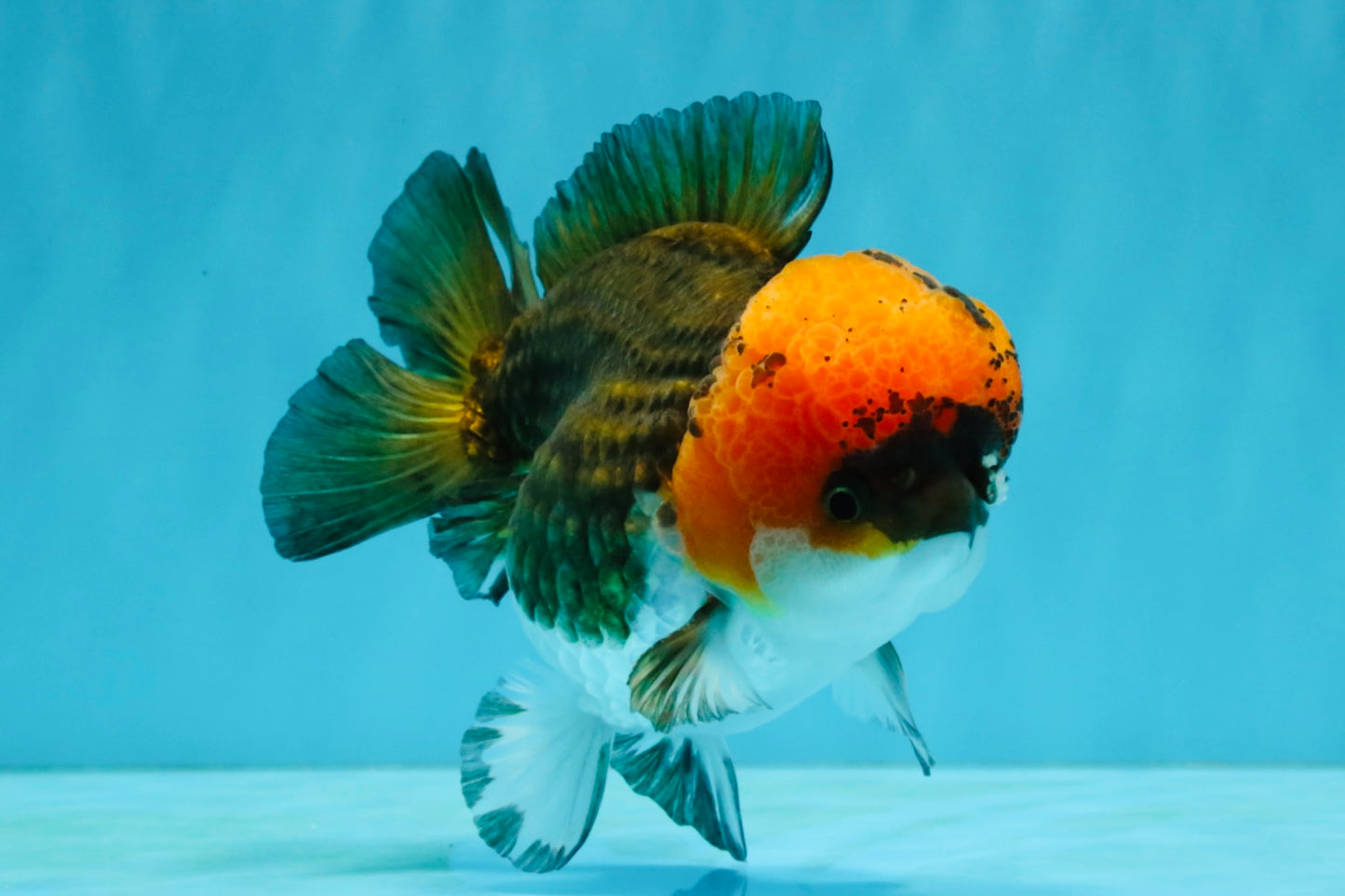 ADORABLE Tricolor Yuanbao Male 5 inches #040326YB_02