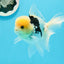 A Grade Lemonhead Panda Oranda Male 4.5 inches #0503OR_09