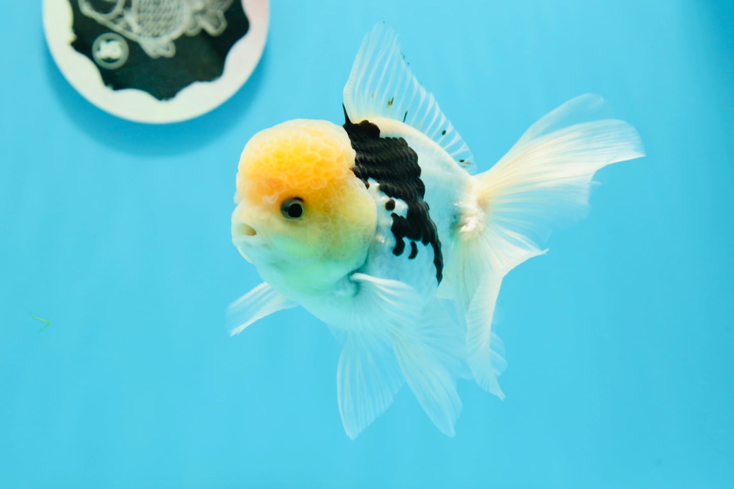 Panda oranda macho de cabeza de limón de grado A de 4,5 pulgadas n.° 0503OR_09