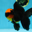 AAA Grade Batman Apache Oranda Male  5 inches #053025OR_16