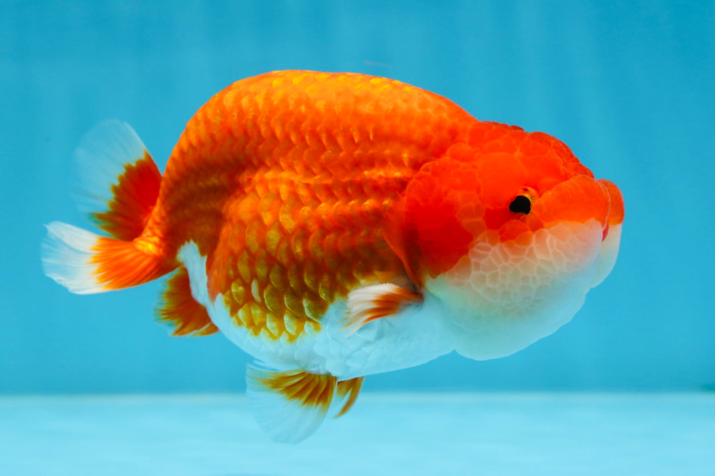 A Grade Red White LionKing 4.5 inches #070425LC_08