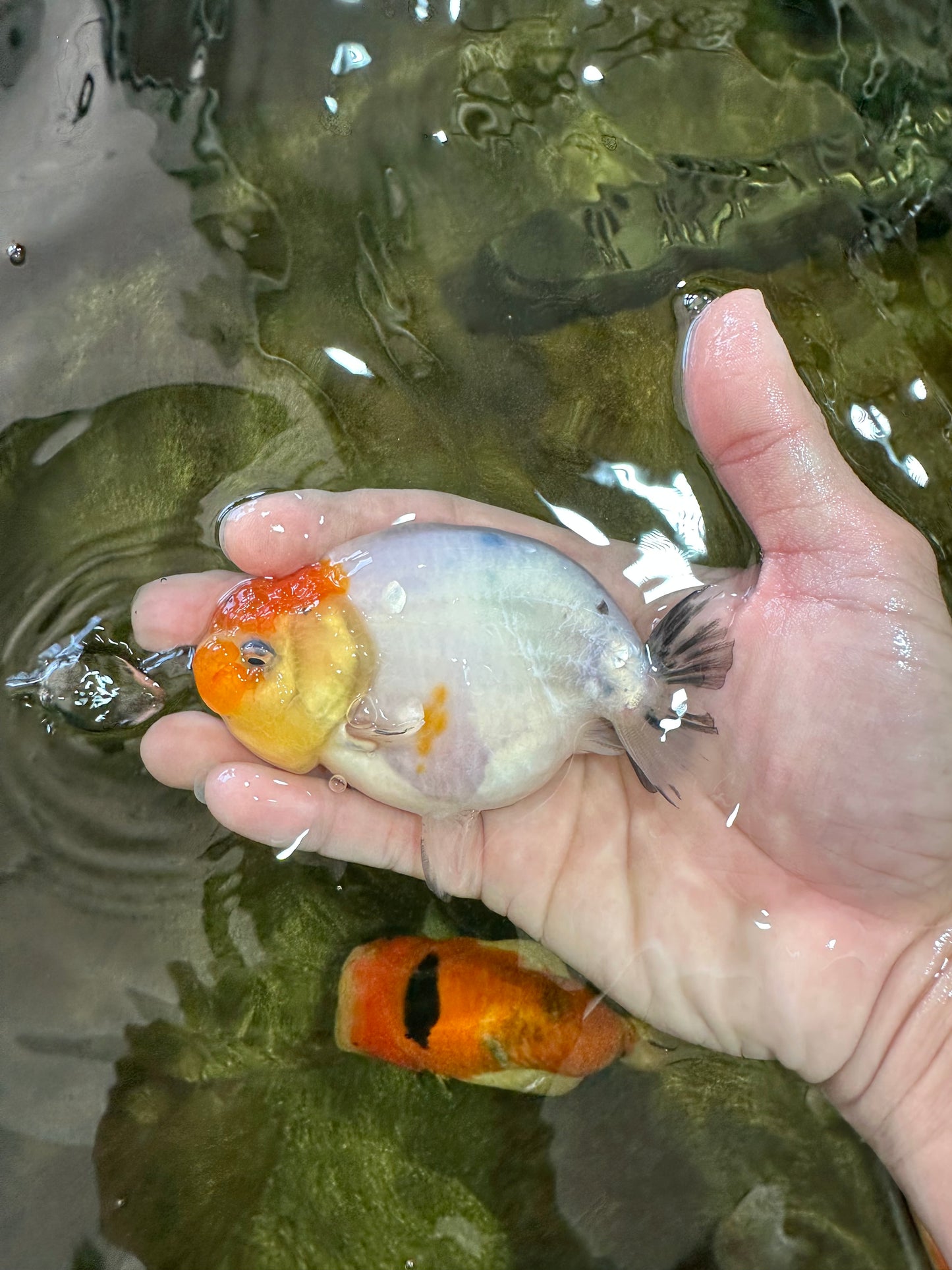 A Grade Sakura LionQueen 3.5-4 inches #051625LC_06