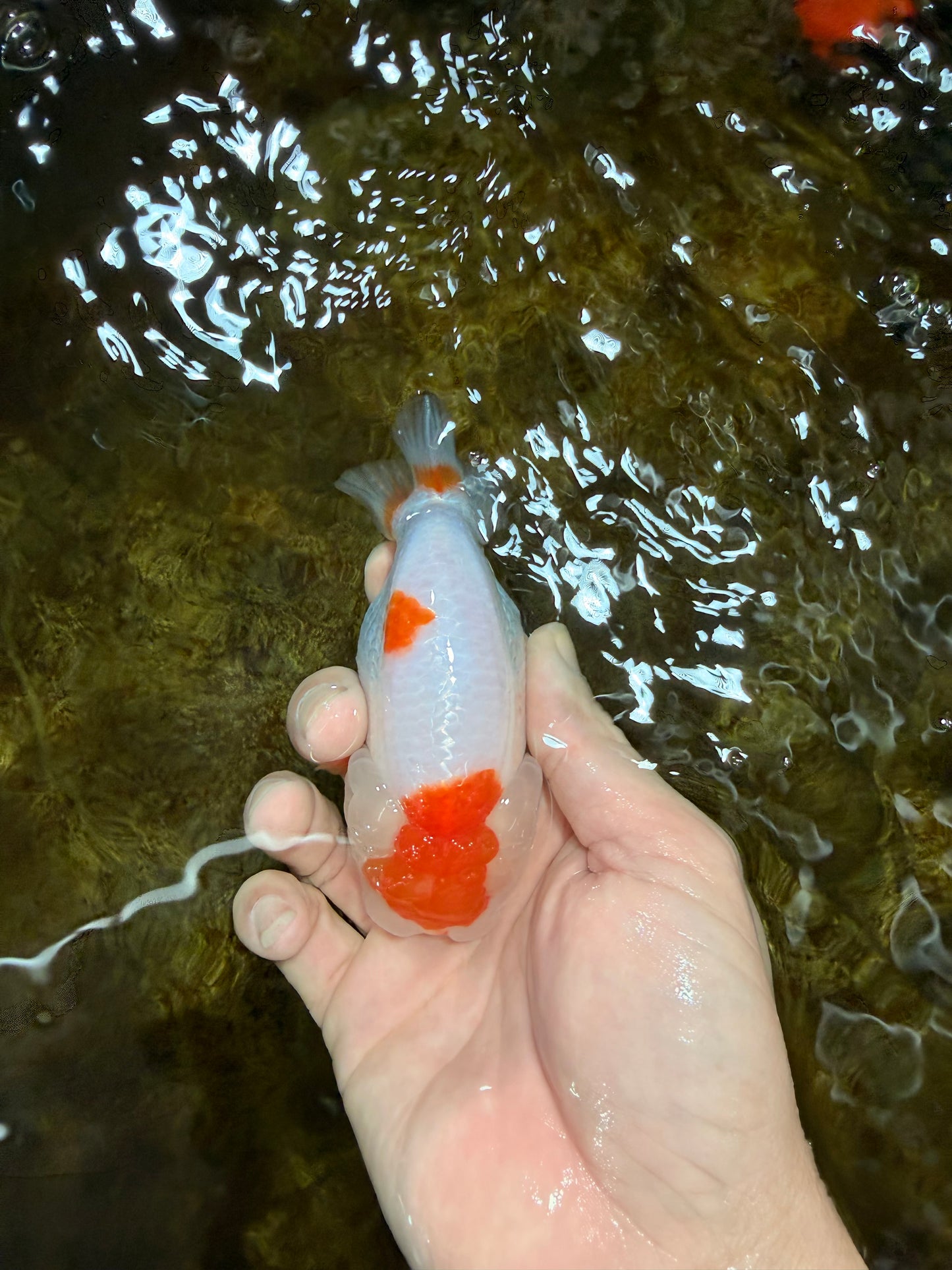 A Grade Red White LionQueen 4 inches #112125LC_13