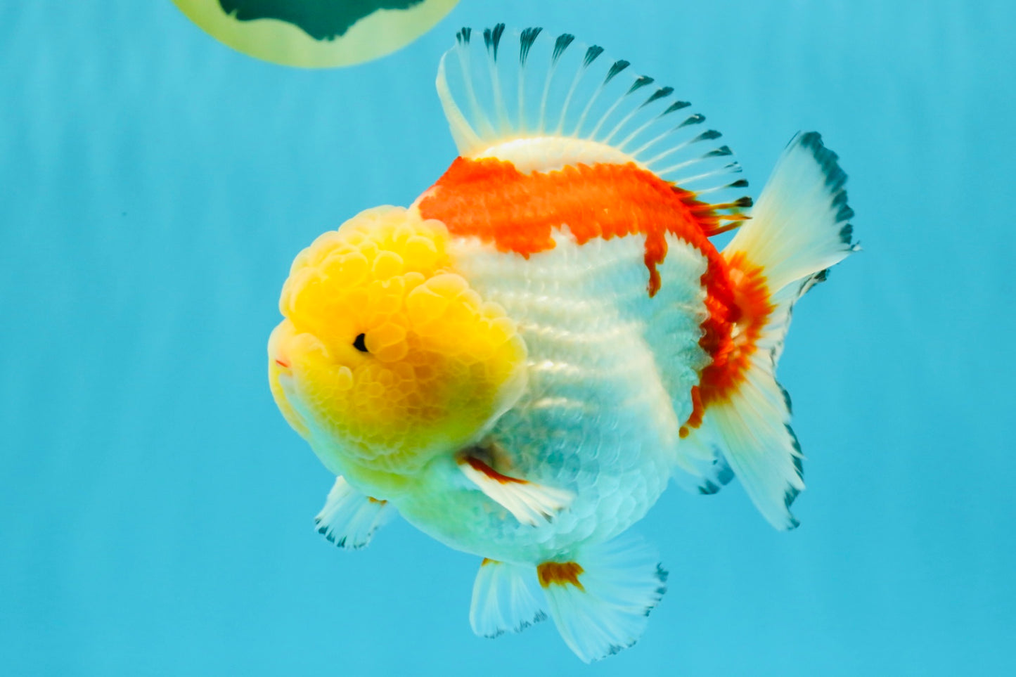 CHUBBY AAA Grade Godzilla Red White Lipstick Yuanbao Male 5-5.5 inches #022726YB_04