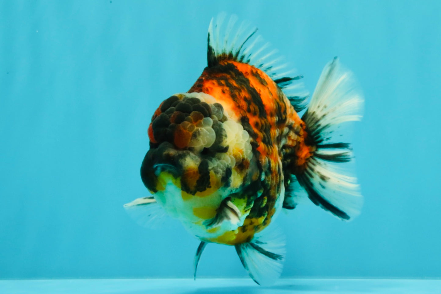 UNIQUE AAA Grade Special Tiger Yuanbao Male 5-5.5 inches #031326YB_23