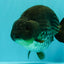 AAA Grade Black Blue Ranchu Female 6 inches #102326RC_01